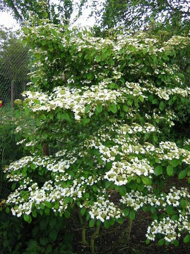 Kalina japońska (Viburnum plicatum) Watanabe sadzonka 20-30cm  5