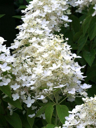 Hortensja bukietowa (Hydrangea) Confetti c3 30-50cm 4