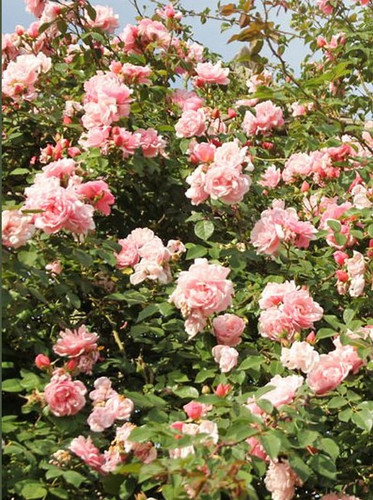 Róża pnąca Albertine różowa c2 100-150cm 1