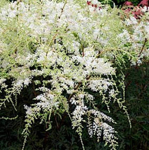 Tawułka pojedynczolistna (Astilbe simplicifolia) White Sensation c2 1