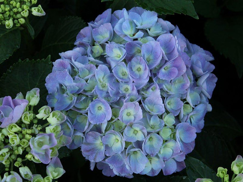 Hortensja ogrodowa (Hydrangea) Jip Blue c3 20-30cm 2