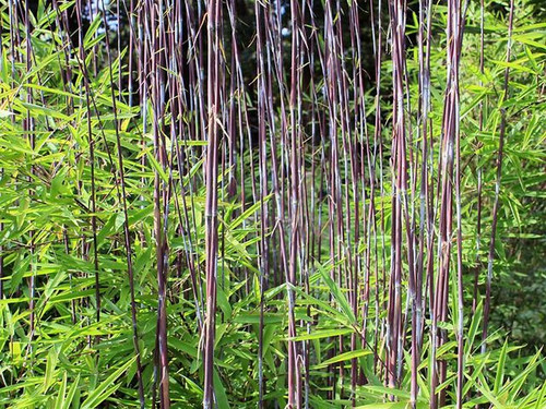 Bambus mrozoodporny (Fargesia nitida) Volcano Fargezja lśniąca c3 80-100cm 1