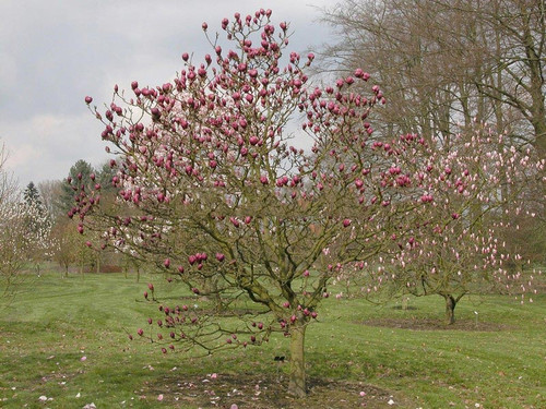 Magnolia Pickard's Garnet c5 70-100cm 3