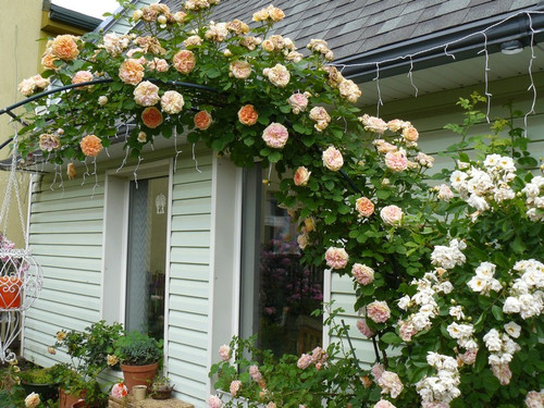 Róża pnąca pachnąca pomarańczowo-różowa Alchymist c2 100-130cm 2