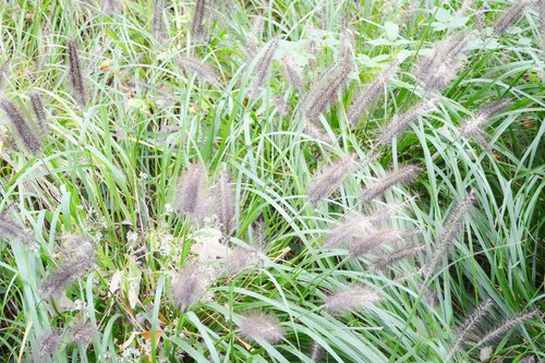 Trawa rozplenica japońska piórkówka (Pennisetum) sadzonka 1