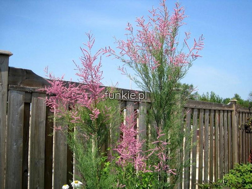 tamaryszek pięciopręcikowy (Tamarix pentandra, Tamarix ramosissima) Pink Cascade c3 60-80cm 1