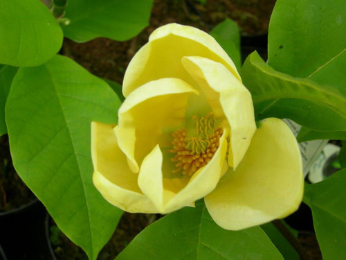 Magnolia Yellow Bird c3 70-90cm 5