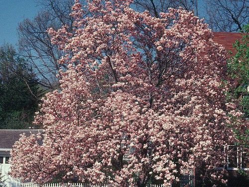 Magnolia pośrednia (Magnolia soulangeana) Satisfaction rewelacyjna c3 170-200 cm 2