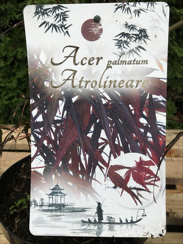 Klon palmowy szczepiony (Acer palm.) Atrolineare c3 140-170cm 4
