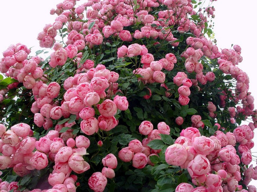 Róża pnąca Raubritter jasnoróżowa c2 90-120cm 2