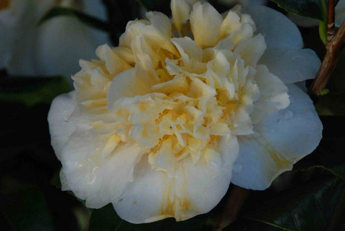 Kamelia japońska (Camellia japonica) Brushfield Yellow sadzonka 2