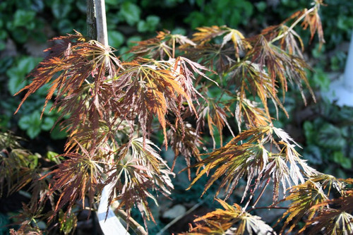 Klon palmowy szczepiony (Acer palm.) Emma c3 80-110cm 2