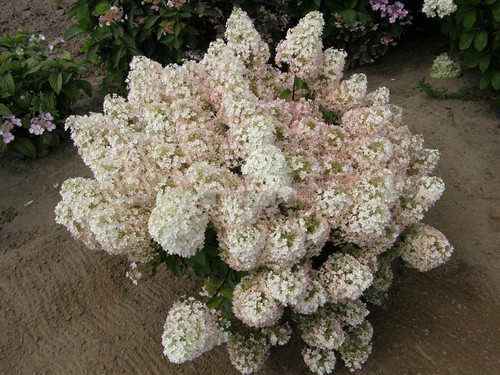 Hortensja bukietowa (Hydrangea) Bobo c3 25-35cm 1