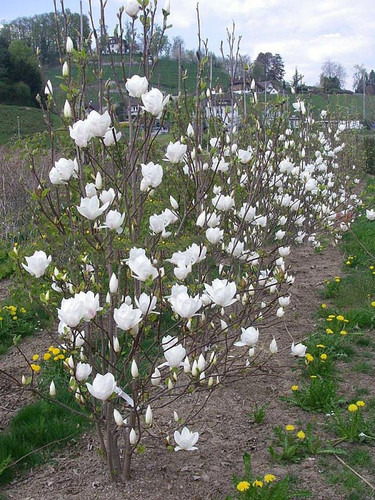 Magnolia pośrednia (Magnolia soulangeana) Superba c3 90-110cm 5