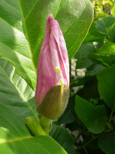 Magnolia pośrednia (Magnolia soulangeana) Satisfaction rewelacyjna c3 170-200 cm 5