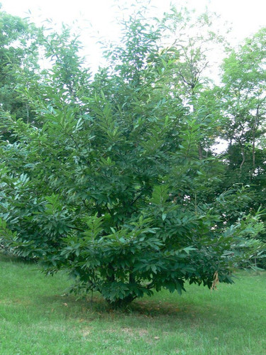 Kasztan jadalny (Castanea sativa) c2-c3 150-180cm  7