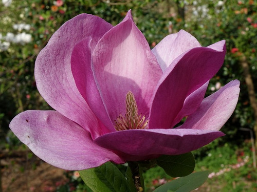Magnolia Cleopatra c4 70-90cm 2