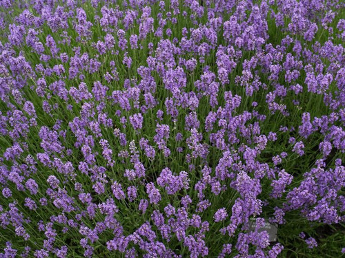 Lawenda wąskolistna (Lavendula angustifolia) Dark Hidcote Blue sadzonka 2