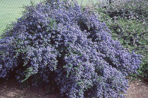 Prusznik niebieski Victoria - sadzonka aż 30-45 cm 1