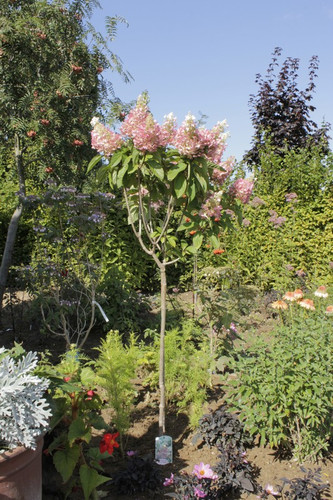 Hortensja bukietowa na pniu (Hydrangea) Pinky Winky c3 70-90cm 1