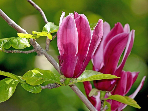 Magnolia purpurowa Nigra c2 70-90cm 4