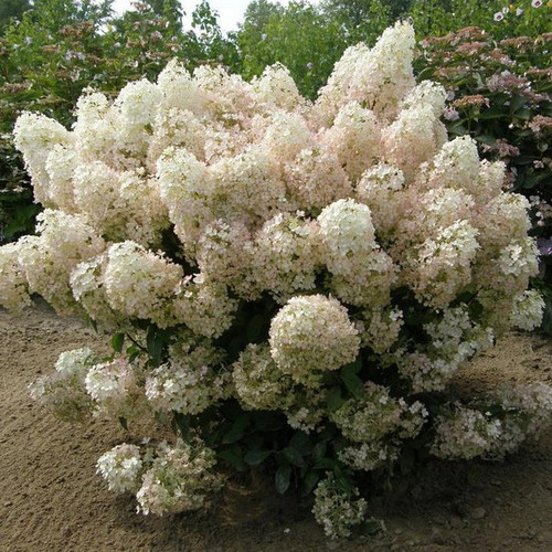 Hortensja bukietowa (Hydrangea) Bobo c2 40-60cm