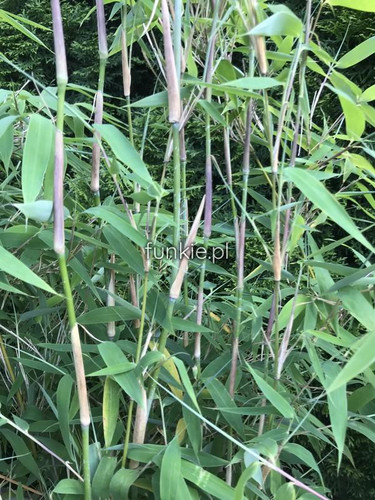Bambus krzewiasty, paraslowaty (Fargesia murielae) Ivory Ibis c7,5 90-120cm 4