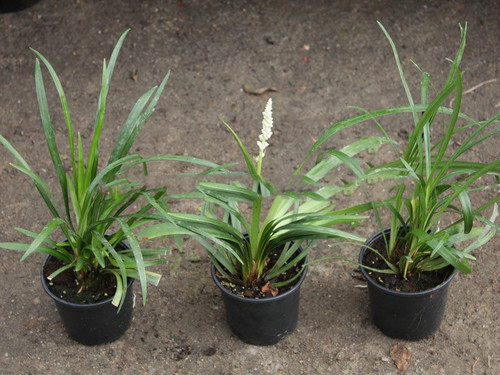 Liriope szafirkowe (Liriope muscari) Monroe White sadzonka 4