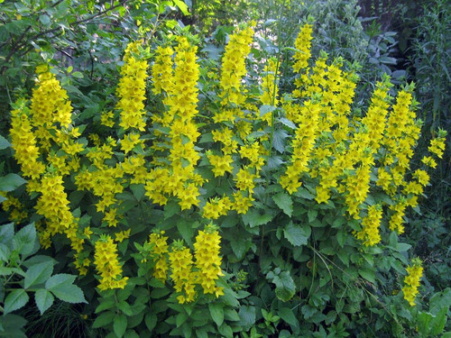 Tojeść kropkowana (Lysimachia punctata) sadzonka 2