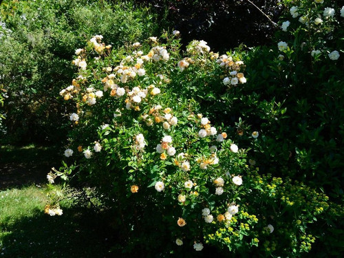 Róża pnąca Ghislaine de Feligonde żółta c2 100-120cm 2