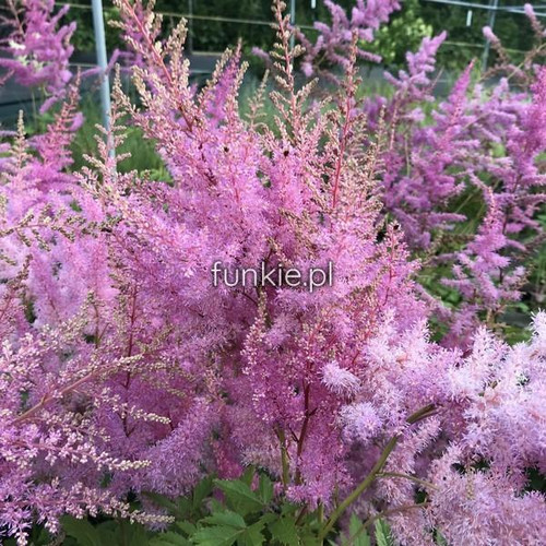 Tawułka japońska (Astilbe japonica) Amethyst c2