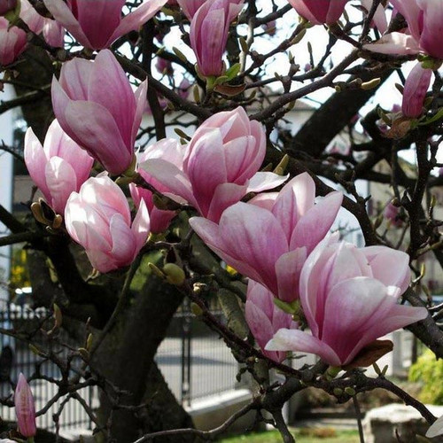 Magnolia pośrednia (Magnolia soulangeana) c3 100-120cm 