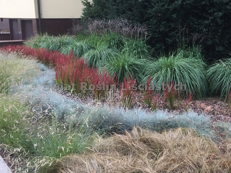 Trawy ozdobne w ogrodzie. Miskant chiński i rozplenica japońska